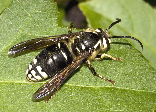 Black And White Bee Or Wasp