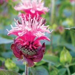 Garden bonus: Pollinator plants; Mar'12; Monarda didyma "Pink Lace' in test garden