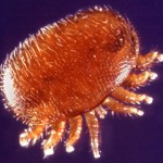 varroa_mite04