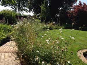 wildflower-border-for-lawn-