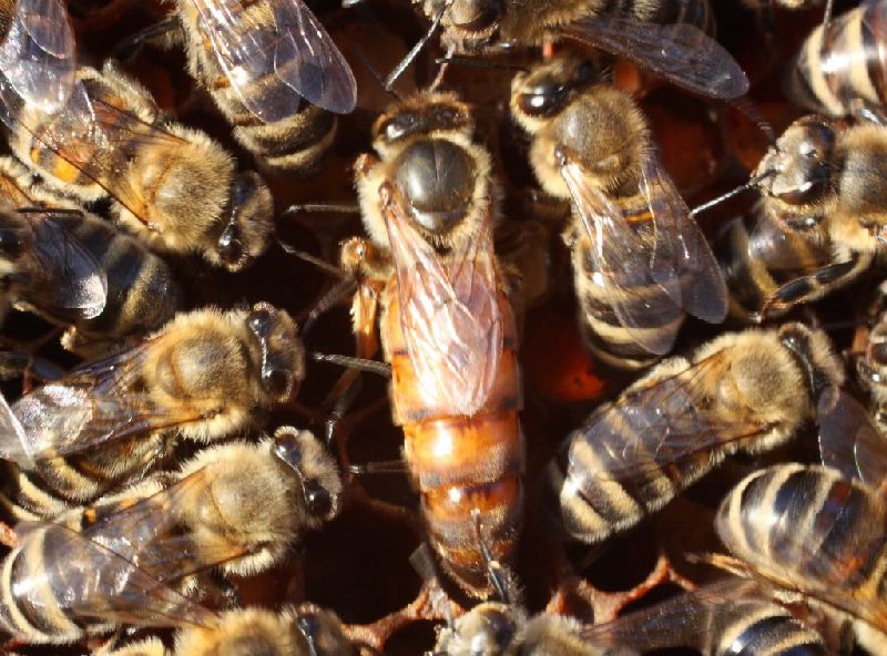 WHY FIND THE QUEEN BEE? - Beekeeping Like A Girl